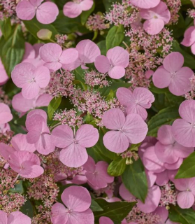 Hydrangea scandens 'First Love'